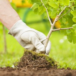 CW Willis Landscaping & Garden Center