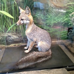 City of Watsonville's Nature Center - Fox