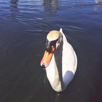 Lake Eola Park - Swan - Parks Near Me - Orlando, Florida