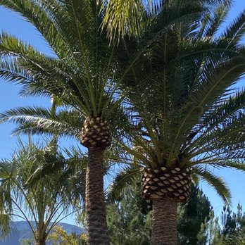 Master Tree Services - Tree Services Near Me Master Tree Services - Tree Services Near Me