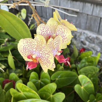 Kula Lodge & Restaurant - Garden - Breakfast & Brunch Near Me - Kula, Hawaii Kula Lodge & Restaurant - Garden - Breakfast & Brunch Near Me - Kula, Hawaii