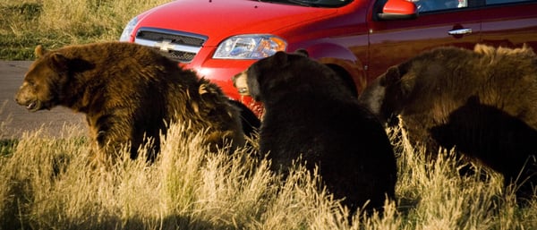 Bear Country USA by null