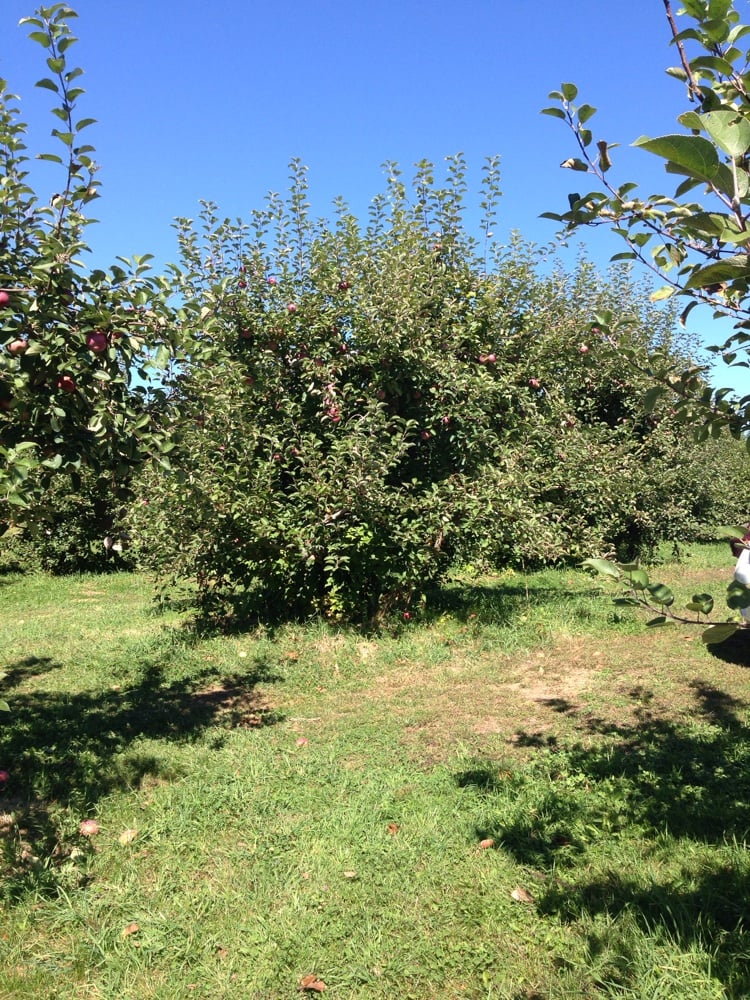 HAZELTON ORCHARD Updated September 2024 20 Harantis Lake Rd