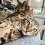 Photo of All About Cats Veterinary Clinic