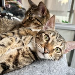 All About Cats Veterinary Clinic - Bob and Basil