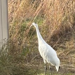 International Crane Foundation