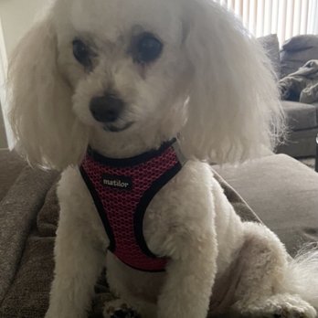 Wonder Washers Mobile Pet Grooming - Second time getting groomed by Wonder Washers, asked for shorter hair this time. - Pet Groomers Near Me Wonder Washers Mobile Pet Grooming - Second time getting groomed by Wonder Washers, asked for shorter hair this time. - Pet Groomers Near Me