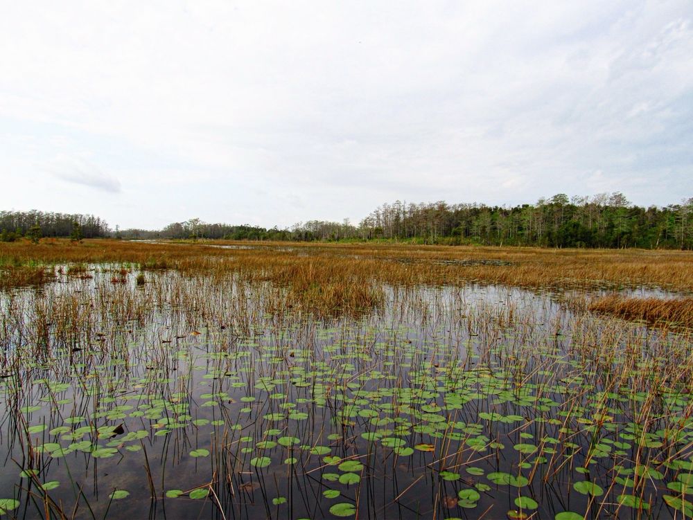 Grassy Waters Everglades Preserve Image