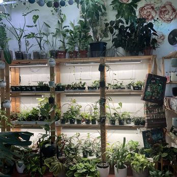 The Plant Sitter - Nurseries & Gardening Near Me - San Jose, California The Plant Sitter - Nurseries & Gardening Near Me - San Jose, California