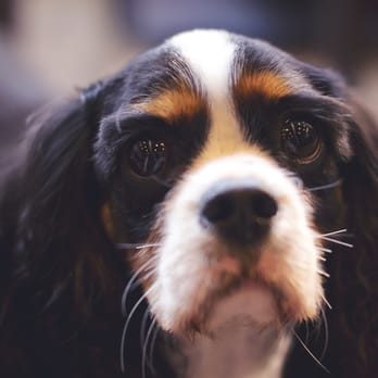 Dogs That Dine - Unofficial Yelp Events Near Me - Glasgow, GLG