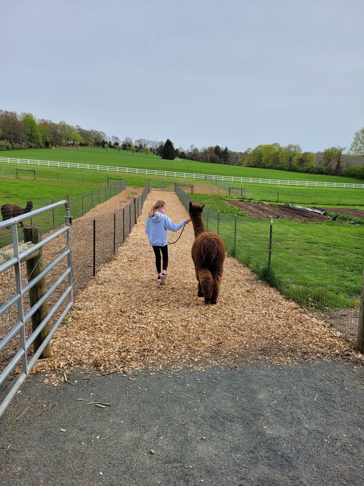 BLUEBIRD FARM ALPACAS 293 Photos & 44 Reviews 44 Willow Ave, Peapack, New Jersey