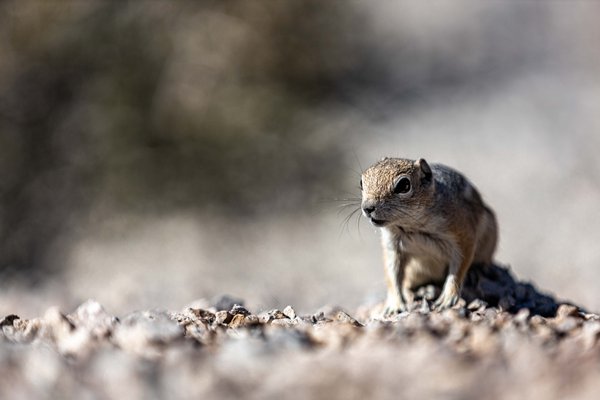 Red Rock Canyon by null