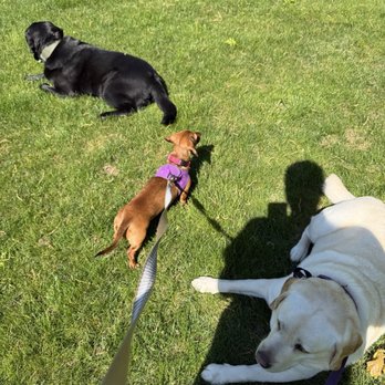 AZ Doxies - Pet Breeders Near Me - Crystal River, Florida