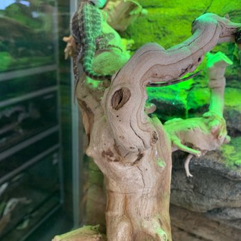 DFW Reptarium - Bearded dragon - Pet Stores Near Me - Plano, Texas