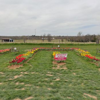 Oklahoma Tulips - There was a photo area so you can't pick the flowers here. Such a brilliant idea! - Farms Near Me - Harrah, Oklahoma