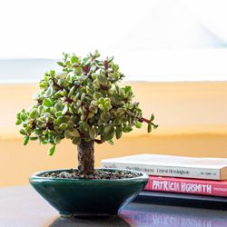 Bonsaify - Dwarf Jade bonsai on a side table near a big window