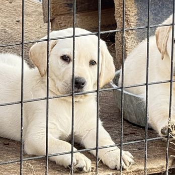 Wind River Labradors - Pet Breeders Near Me - Worland, Wyoming