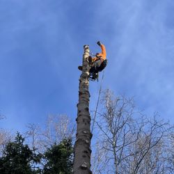 Kingsman Tree Service