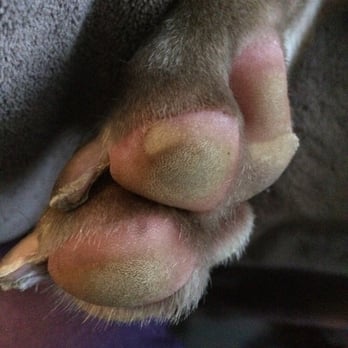 K9 Playland - Blistered - Pet Sitting Near Me - Charlotte, North Carolina K9 Playland - Blistered - Pet Sitting Near Me - Charlotte, North Carolina