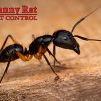 Johnny Rat Pest Control - Pest Control Near Me - Bakersfield, California Johnny Rat Pest Control - Pest Control Near Me - Bakersfield, California