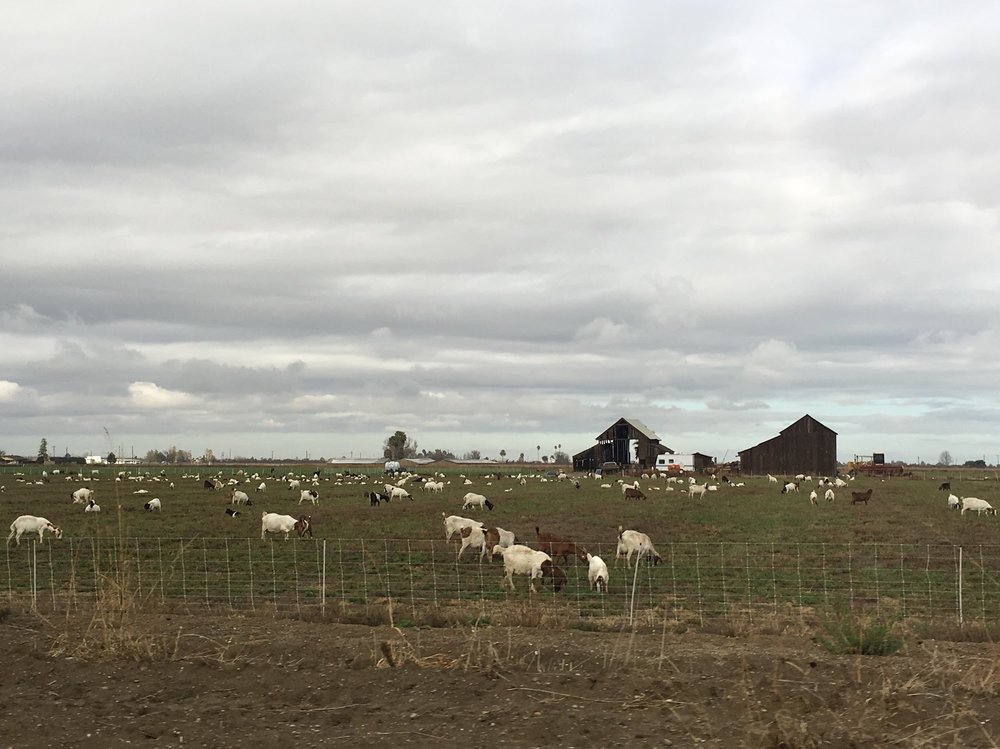 CITY OF GUSTINE Updated June 2024 16 Photos 352 5th St, Gustine