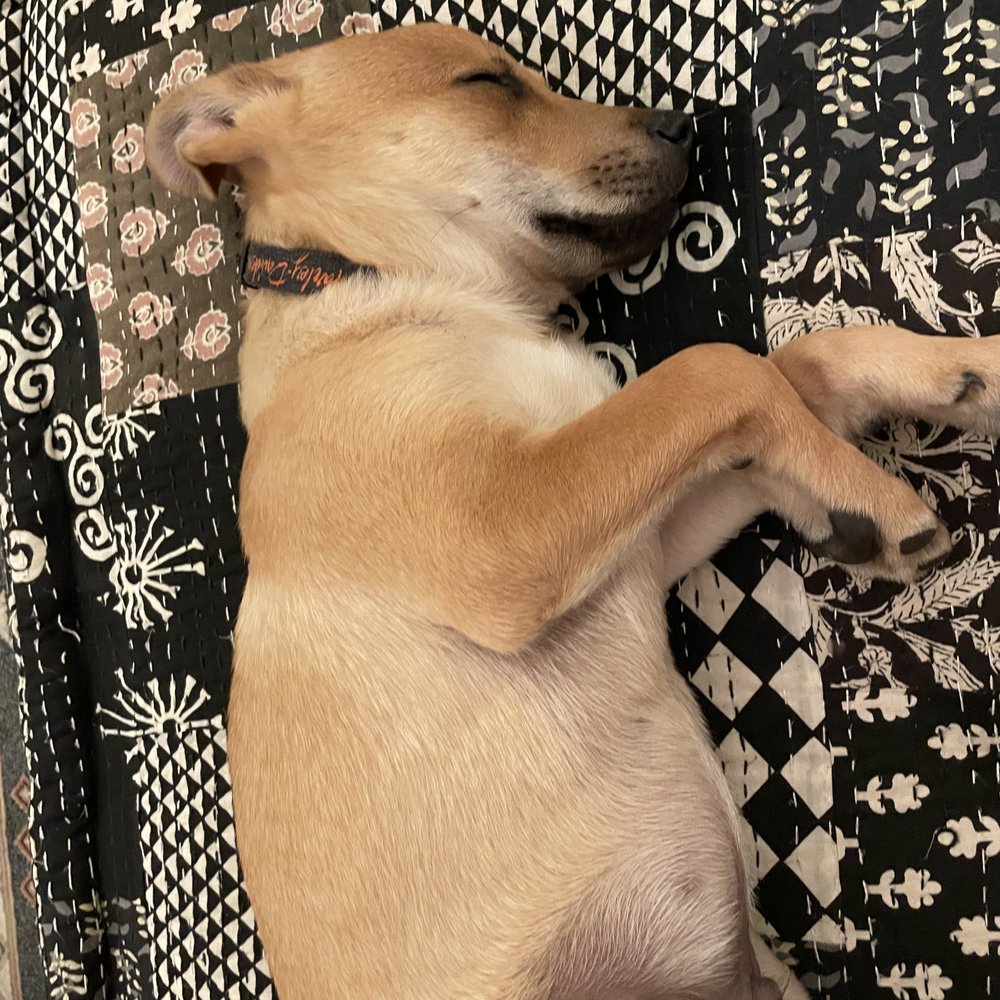 Pups Without Borders - Pet Adoption Near Me Pups Without Borders - Pet Adoption Near Me