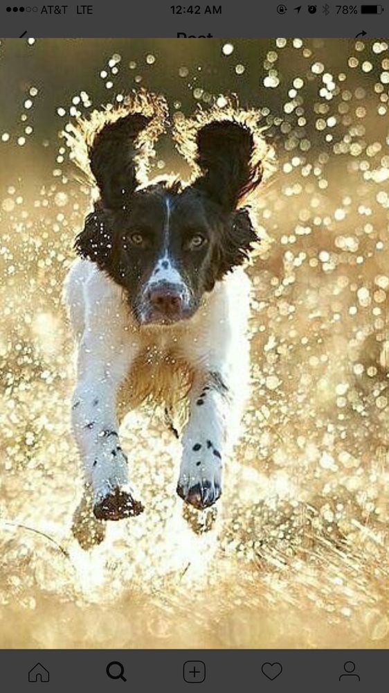 Slide of Palm Roof Company