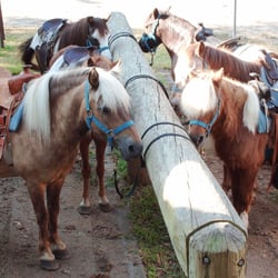 Spellbound Facility - My Ponies love going to work!