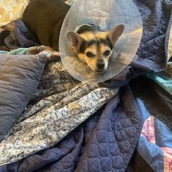 Frisco Emergency Pet Care - My baby Spud