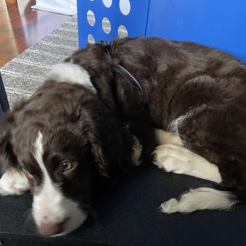 Camp Run-A-Mutt - Henry! - Pet Sitting Near Me - Chula Vista, California