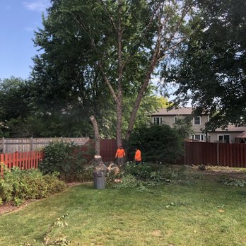 Final Oaks Tree Service - Hard at work - Tree Services Near Me - Lake Bluff, Illinois