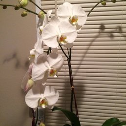 Orchid / Extra Large / White Orchid / Extra Large / White