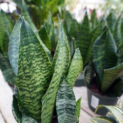 We got a truckload of new houseplants! Photo take 10/16/23!