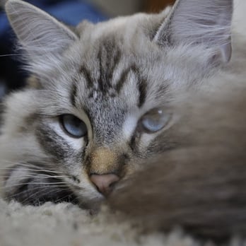 Philomath Petsitters Benton Petsitters - Special weekly rates for cats. - Dog Walkers Near Me - Philomath, Oregon Philomath Petsitters Benton Petsitters - Special weekly rates for cats. - Dog Walkers Near Me - Philomath, Oregon