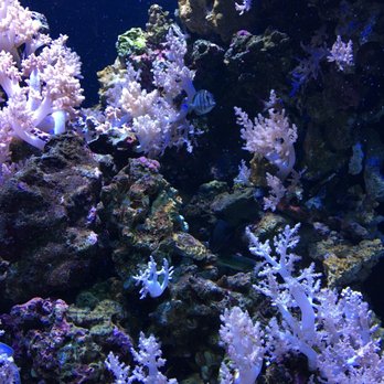 Seattle Aquarium - Aquariums Near Me - Seattle, Washington Seattle Aquarium - Aquariums Near Me - Seattle, Washington