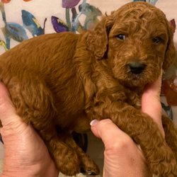 Gooberry's Goldendoodles - 3 weeks old!! What a cutie-Pie!!'