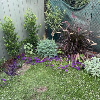 Corona Artscaping - 2 months of growth - Landscaping Near Me - Los Angeles, California Corona Artscaping - 2 months of growth - Landscaping Near Me - Los Angeles, California