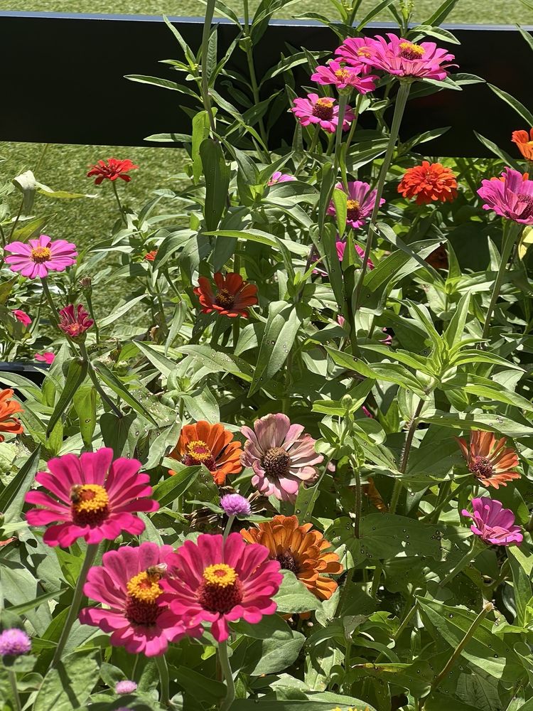 Lake Placid Journal Plaza Logo