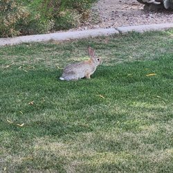 Sun Ray Park - Furry friend
