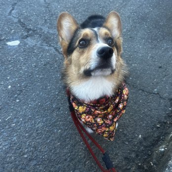 The Sunflower Pet Salon - A tricolor Pembroke Welsh Corgi pictured from the front looking very fresh and clean with a cute floral bandana. - Pet Groomers Near Me - Carmichael, California The Sunflower Pet Salon - A tricolor Pembroke Welsh Corgi pictured from the front looking very fresh and clean with a cute floral bandana. - Pet Groomers Near Me - Carmichael, California