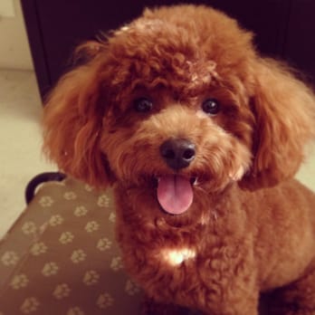 Petian - Pet Groomers Near Me - Fullerton, California Petian - Pet Groomers Near Me - Fullerton, California