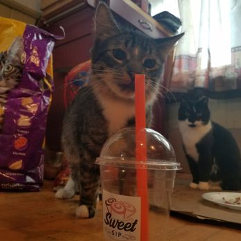 Sweet Sip - Son is in the background wondering who had all the sweet sips - Coffee & Tea Near Me - Boston, Massachusetts Sweet Sip - Son is in the background wondering who had all the sweet sips - Coffee & Tea Near Me - Boston, Massachusetts