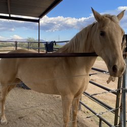 Murphy’s Livestock Auction Arizona Horse and Mule