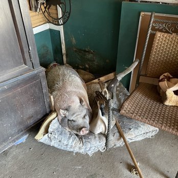 Farm Ventures - Romance. The goose and pig sleeping together. - Tours Near Me - Roberts Creek Gibsons, British Columbia