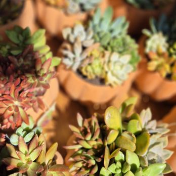 Trader Joe's - Succulents - Grocery Near Me - Glendale, California Trader Joe's - Succulents - Grocery Near Me - Glendale, California