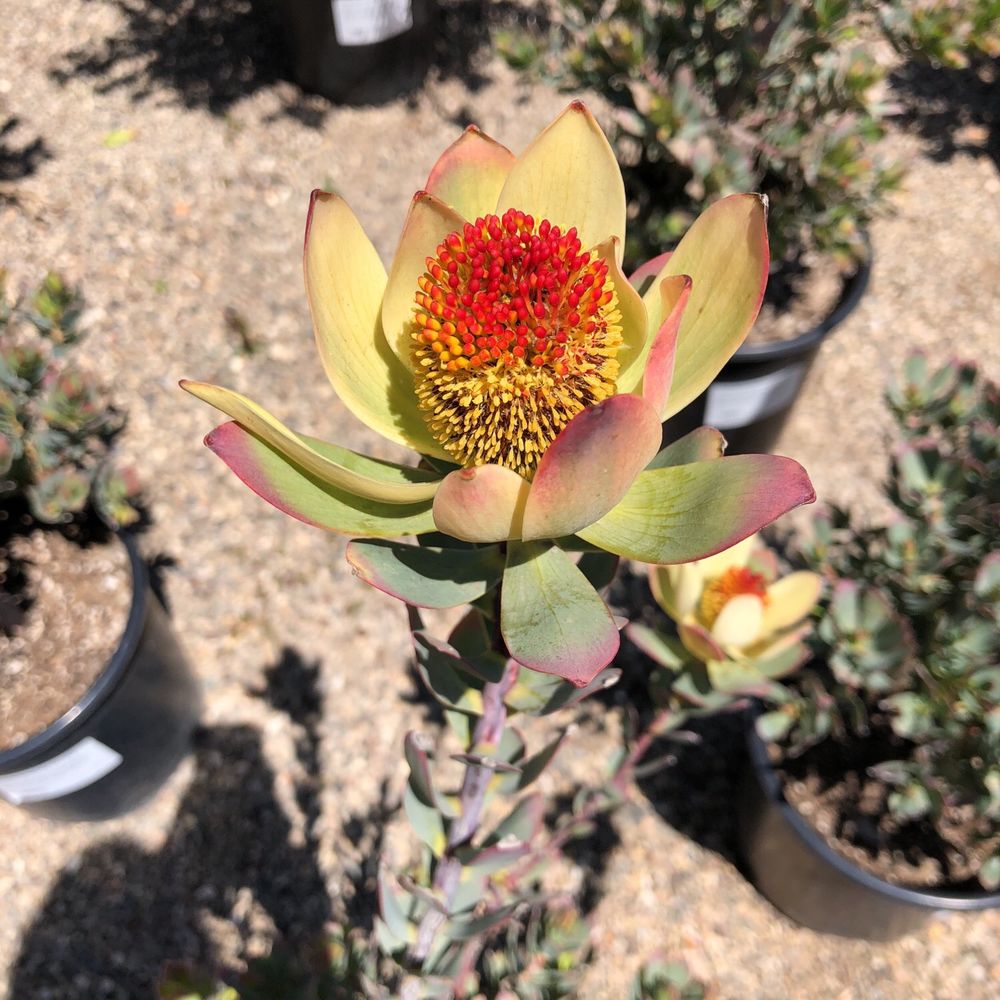Seaside Gardens - Pom Pom from South Africa - Nurseries & Gardening Near Me - Carpinteria, California Seaside Gardens - Pom Pom from South Africa - Nurseries & Gardening Near Me - Carpinteria, California