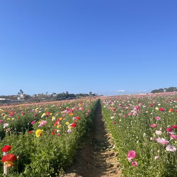 The Flower Fields - Venues & Event Spaces Near Me - Carlsbad, California The Flower Fields - Venues & Event Spaces Near Me - Carlsbad, California