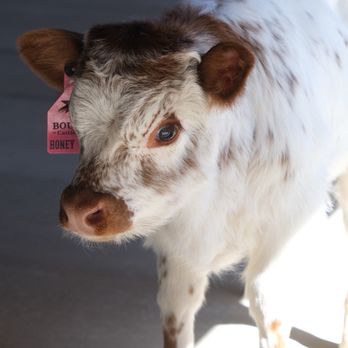 Bougie Cattle Company - Petting Zoos Near Me - Apple Valley, California