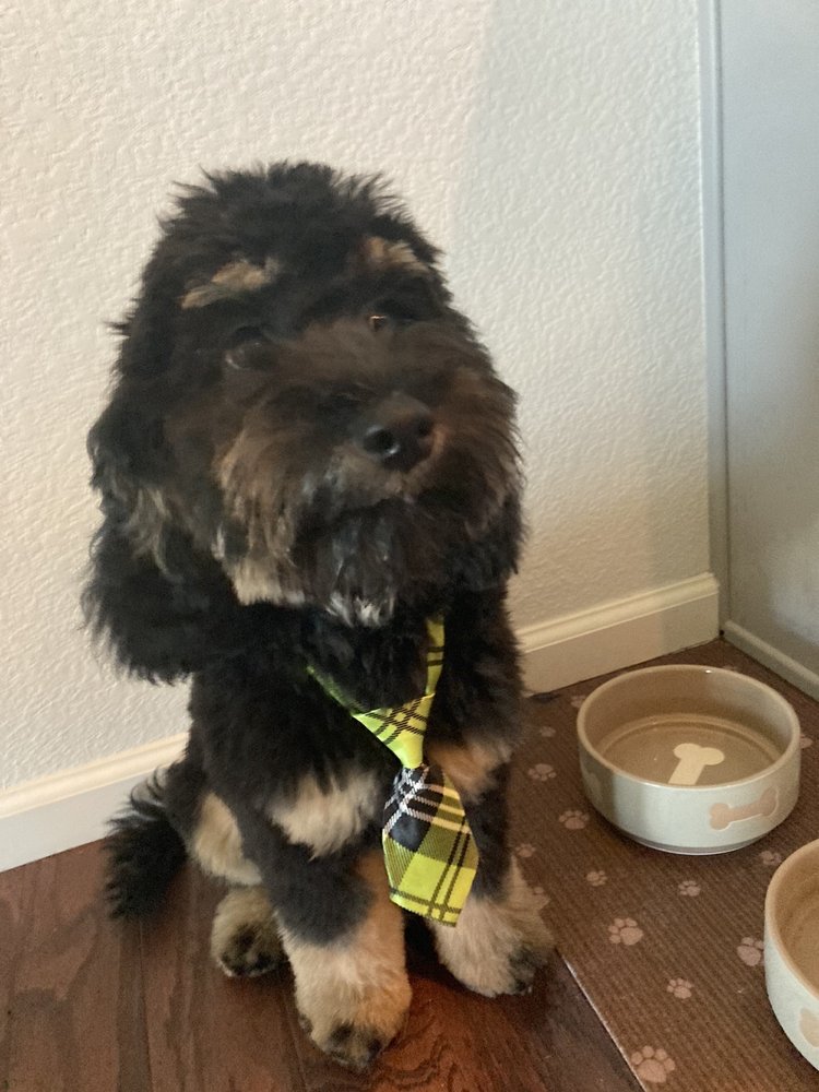 SPA 4 PAWS Updated September 2024 16 Photos & 24 Reviews 328 S