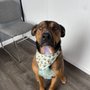 Photo of Golden Heart Pet Boarding and Grooming